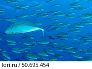 School of wide-band fusilier fish being preyed on by bluefin trevally. Стоковое фото, фотограф Steve Jones/Stocktrek Images / ТАСС / Фотобанк Лори