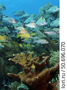 Elkhorn coral with schooling grunts and snappers on caribbean reef. Стоковое фото, фотограф Karen Doody/Stocktrek Images / ТАСС / Фотобанк Лори