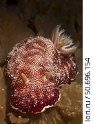 Head on view of a Chromodoris reticulata nudibranch. Стоковое фото, фотограф Steve Jones/Stocktrek Images / ТАСС / Фотобанк Лори