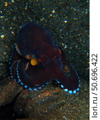 Darkly-colored coconut octopus, North Sulawesi. Стоковое фото, фотограф Mathieu Meur/Stocktrek Images / ТАСС / Фотобанк Лори