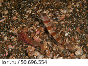 Striated goby and blind shrimp, North Sulawesi. Стоковое фото, фотограф Mathieu Meur/Stocktrek Images / ТАСС / Фотобанк Лори