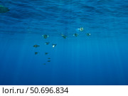 Group of bigfin reef squid with sharp sunrays piercing the surface. Стоковое фото, фотограф Mathieu Meur/Stocktrek Images / ТАСС / Фотобанк Лори
