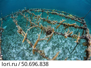 Staghorn corals are being grown off Turneffe Atoll in Belize. Стоковое фото, фотограф Ethan Daniels/Stocktrek Images / ТАСС / Фотобанк Лори