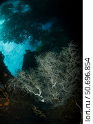 White black coral bush with overhanging tree shadows above. Стоковое фото, фотограф Mathieu Meur/Stocktrek Images / ТАСС / Фотобанк Лори