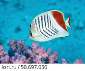 Redback butterflyfish, Red Sea, Egypt. Стоковое фото, фотограф Andreas Schumacher/Stocktrek Images / ТАСС / Фотобанк Лори