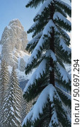 A snowy landscape with tree branches covered in snow, snowy mountains in the background, soft muted light, frontal view. Стоковое AI-видео, аниматор Sergey Grishin / Фотобанк Лори