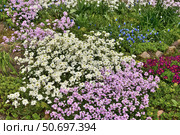 Arabis - an early spring flower, primrose. Стоковое фото, фотограф Володина Ольга / Фотобанк Лори