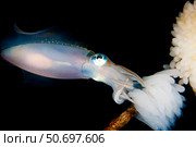 Bigfin reef squid tending eggs along a buoy line, Lembeh Strait, Indonesia. Стоковое фото, фотограф Steve Jones/Stocktrek Images / ТАСС / Фотобанк Лори