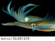 Bigfin reef squid tending eggs along a buoy line, Lembeh Strait, Indonesia. Стоковое фото, фотограф Steve Jones/Stocktrek Images / ТАСС / Фотобанк Лори