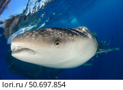 Whale Shark feeding under fishing platform, West Papua. Стоковое фото, фотограф Steve Jones/Stocktrek Images / ТАСС / Фотобанк Лори