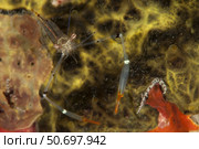 A translucent Cuapetes commensal shrimp with orange claws. Стоковое фото, фотограф Steve Jones/Stocktrek Images / ТАСС / Фотобанк Лори