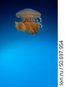 Rhizostome Jellyfish, Tulamben, Bali, Indonesia. Стоковое фото, фотограф Steve Jones/Stocktrek Images / ТАСС / Фотобанк Лори