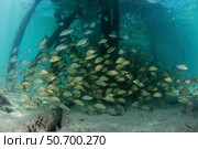 School of grunt fish beneath a pier on Turneffe Atoll, Belize. Стоковое фото, фотограф Ethan Daniels/Stocktrek Images / ТАСС / Фотобанк Лори