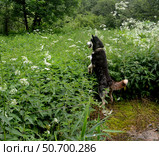 Собака породы хаски что-то/кого-то увидела. Стоковое фото, фотограф Шатилов Егор / Фотобанк Лори