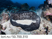 A large black-blotched stingray near Cocos Island, Costa Rica. Стоковое фото, фотограф Ethan Daniels/Stocktrek Images / ТАСС / Фотобанк Лори