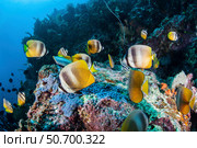 Klein's butterflyfish swim over a reef near Sulawesi, Indonesia. Стоковое фото, фотограф Ethan Daniels/Stocktrek Images / ТАСС / Фотобанк Лори