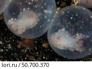 Flamboyant cuttlefish embryos develop in their eggs. Стоковое фото, фотограф Ethan Daniels/Stocktrek Images / ТАСС / Фотобанк Лори