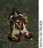 Flamboyant cuttlefish, Lembeh Strait, Indonesia. Стоковое фото, фотограф Brent Barnes/Stocktrek Images / ТАСС / Фотобанк Лори