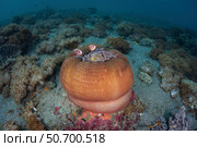 A colorful magnificent sea nemone hosts pink anemonefish. Стоковое фото, фотограф Ethan Daniels/Stocktrek Images / ТАСС / Фотобанк Лори