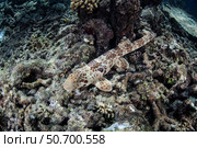An endemic  epaulette shark swims across the seafloor of Raja Ampat. Стоковое фото, фотограф Ethan Daniels/Stocktrek Images / ТАСС / Фотобанк Лори