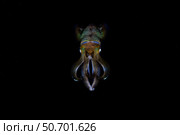 A bigfin reef squid off the coast of Komodo Island in Komodo National Park. Стоковое фото, фотограф Ethan Daniels/Stocktrek Images / ТАСС / Фотобанк Лори