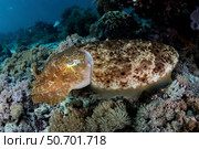 A broadclub cuttlefish hovers above a beautiful coral reef in Komodo National Park. Стоковое фото, фотограф Ethan Daniels/Stocktrek Images / ТАСС / Фотобанк Лори