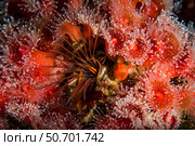 Strawberry anemones surround a barnacle, Monterey, Central California. Стоковое фото, фотограф Brook Peterson/Stocktrek Images / ТАСС / Фотобанк Лори