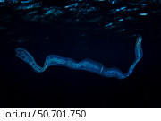 An irridescent Venus girdle drifts in dark water, Komodo National Park. Стоковое фото, фотограф Ethan Daniels/Stocktrek Images / ТАСС / Фотобанк Лори