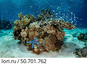 A beautiful coral reef thrives near Alor in the Lesser Sunda Islands. Стоковое фото, фотограф Ethan Daniels/Stocktrek Images / ТАСС / Фотобанк Лори