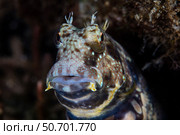 A jewelled blenny near Alor in the Lesser Sunda Islands of Indonesia. Стоковое фото, фотограф Ethan Daniels/Stocktrek Images / ТАСС / Фотобанк Лори