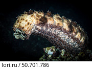 A sea cucumber climbs high and releases spawn in a cloud. Стоковое фото, фотограф Brook Peterson/Stocktrek Images / ТАСС / Фотобанк Лори