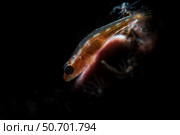 A tiny goby lit with a snoot, Tulamben, Bali, Indonesia. Стоковое фото, фотограф Brook Peterson/Stocktrek Images / ТАСС / Фотобанк Лори