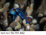 Two mandarinfish spawn and release eggs, Anilao, Philippines. Стоковое фото, фотограф Brook Peterson/Stocktrek Images / ТАСС / Фотобанк Лори
