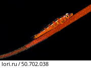 A Loki whip goby with a clutch of eggs, Tulamben, Bali, Indonesia. Стоковое фото, фотограф Brook Peterson/Stocktrek Images / ТАСС / Фотобанк Лори
