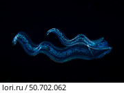 An irridescent Venus girdle drifts in dark water, Komodo National Park. Стоковое фото, фотограф Ethan Daniels/Stocktrek Images / ТАСС / Фотобанк Лори