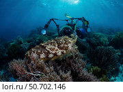 A broadclub cuttlefish hovers above a beautiful coral reef in Komodo National Park. Стоковое фото, фотограф Ethan Daniels/Stocktrek Images / ТАСС / Фотобанк Лори