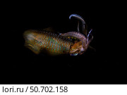 A bigfin reef squid off the coast of Komodo Island in Komodo National Park. Стоковое фото, фотограф Ethan Daniels/Stocktrek Images / ТАСС / Фотобанк Лори