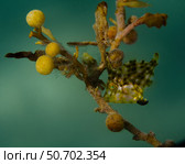 A juvenile planehead filefish hiding in sargassum weed. Стоковое фото, фотограф Brent Barnes/Stocktrek Images / ТАСС / Фотобанк Лори
