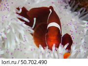 A spine-cheeked anemonefish swims among the tentacles of its host anemone. Стоковое фото, фотограф Ethan Daniels/Stocktrek Images / ТАСС / Фотобанк Лори