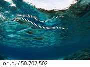 A banded sea snake (Laticauda colubrina) swims at the surface, Indonesia. Стоковое фото, фотограф Ethan Daniels/Stocktrek Images / ТАСС / Фотобанк Лори