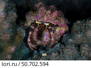 A hermit crab crawls across a reef in Raja Ampat, Indonesia. Стоковое фото, фотограф Ethan Daniels/Stocktrek Images / ТАСС / Фотобанк Лори