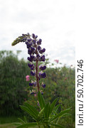 A bush lupine flower Lupinus albifrons. Стоковое фото, фотограф Tamara Sushko / Фотобанк Лори
