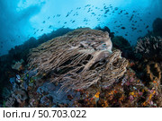 Strong current sweeps along a reef slope in Indonesia. Стоковое фото, фотограф Ethan Daniels/Stocktrek Images / ТАСС / Фотобанк Лори