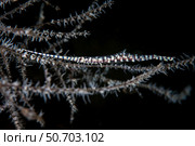 A banded Tozeuma shrimp camouflages itself in black coral. Стоковое фото, фотограф Ethan Daniels/Stocktrek Images / ТАСС / Фотобанк Лори