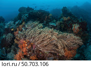 A strong current sweeps across a reef slope in Indonesia. Стоковое фото, фотограф Ethan Daniels/Stocktrek Images / ТАСС / Фотобанк Лори