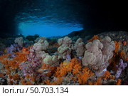 Vibrant soft corals, Dendronephthya sp., thrive in Raja Ampat, Indonesia. Стоковое фото, фотограф Ethan Daniels/Stocktrek Images / ТАСС / Фотобанк Лори