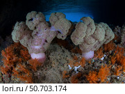 Vibrant soft corals, Dendronephthya sp., thrive in Raja Ampat, Indonesia. Стоковое фото, фотограф Ethan Daniels/Stocktrek Images / ТАСС / Фотобанк Лори
