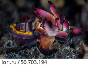 A colorful flamboyant cuttlefish crawls across the sandy seafloor. Стоковое фото, фотограф Ethan Daniels/Stocktrek Images / ТАСС / Фотобанк Лори