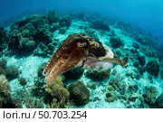A large broadclub cuttlefish, Sepia latimanus, hovers over a coral reef. Стоковое фото, фотограф Ethan Daniels/Stocktrek Images / ТАСС / Фотобанк Лори
