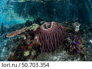 Corals, sponges, and other invertebrates in Raja Ampat, Indonesia. Стоковое фото, фотограф Ethan Daniels/Stocktrek Images / ТАСС / Фотобанк Лори